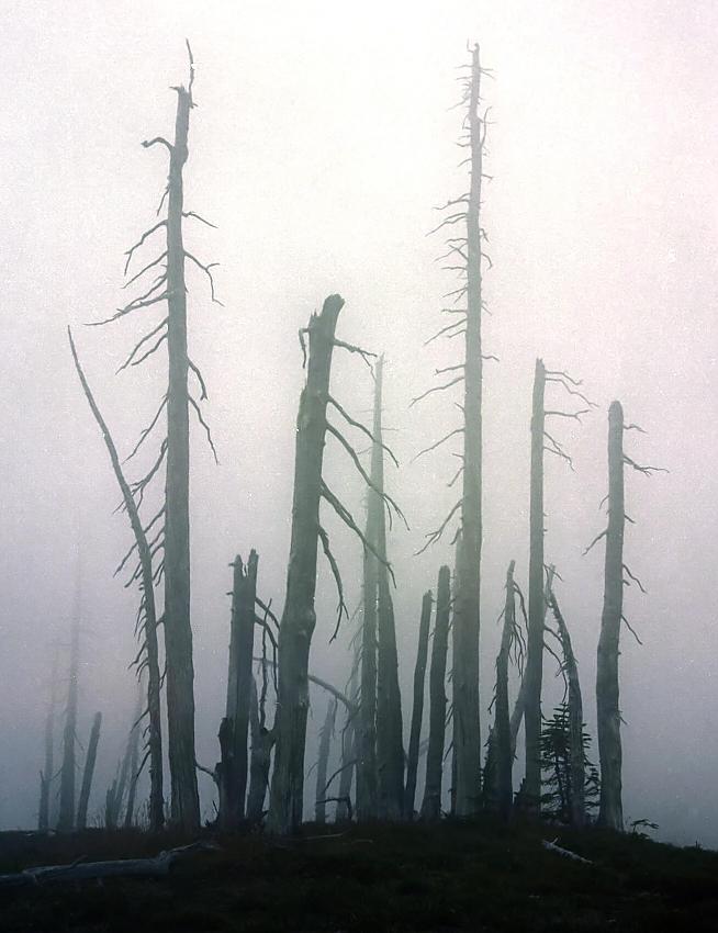 Ghost Forest