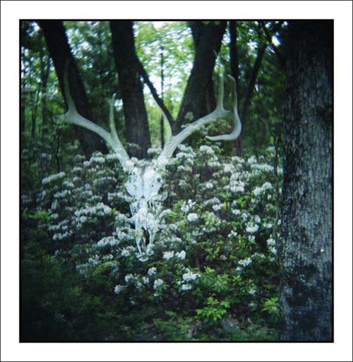 Ghost of the Forest