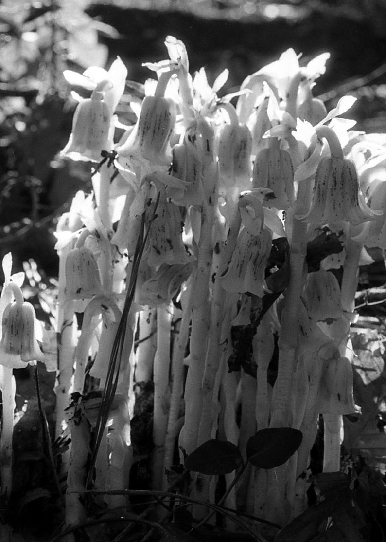Ghost Pipes