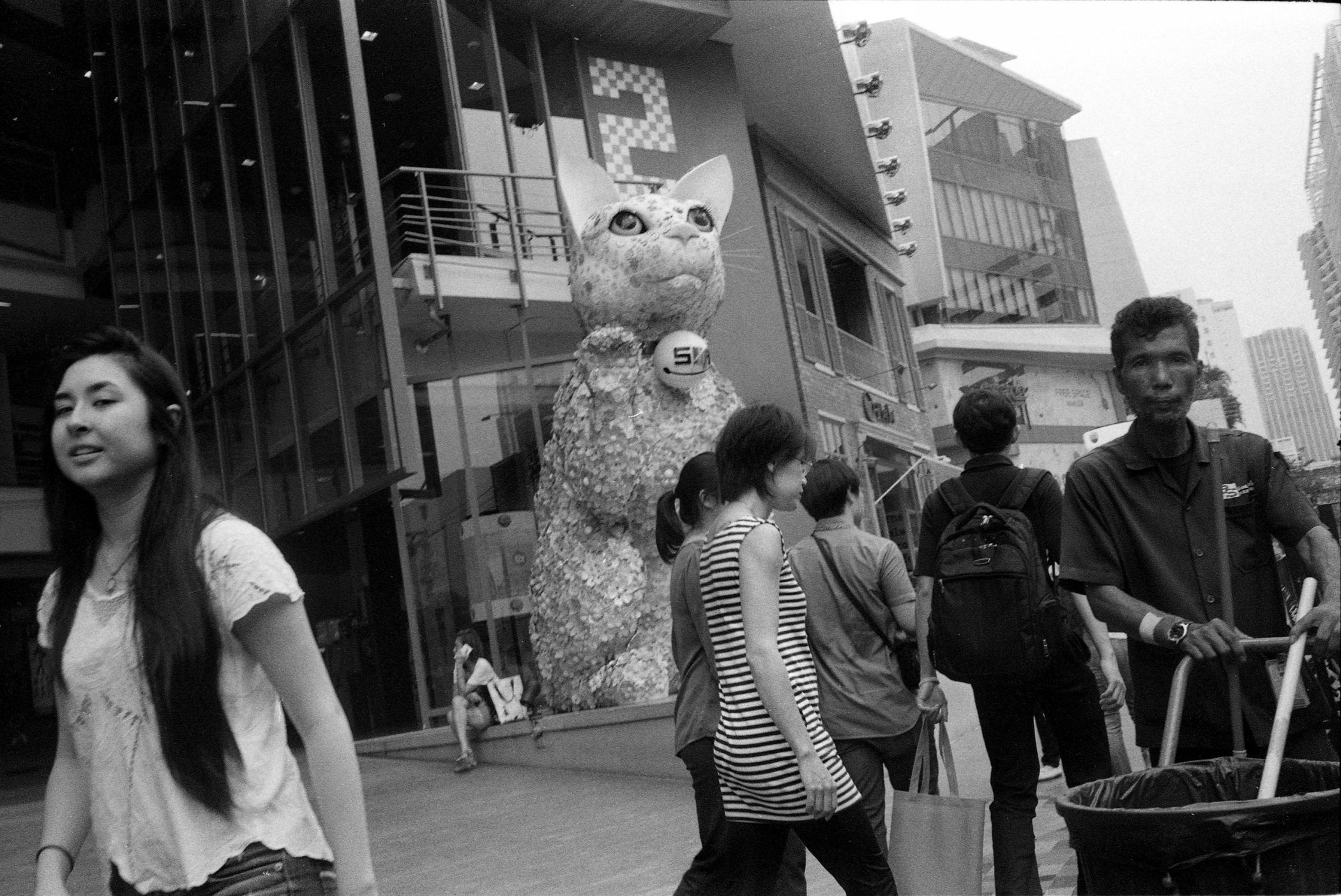 Giant Cat