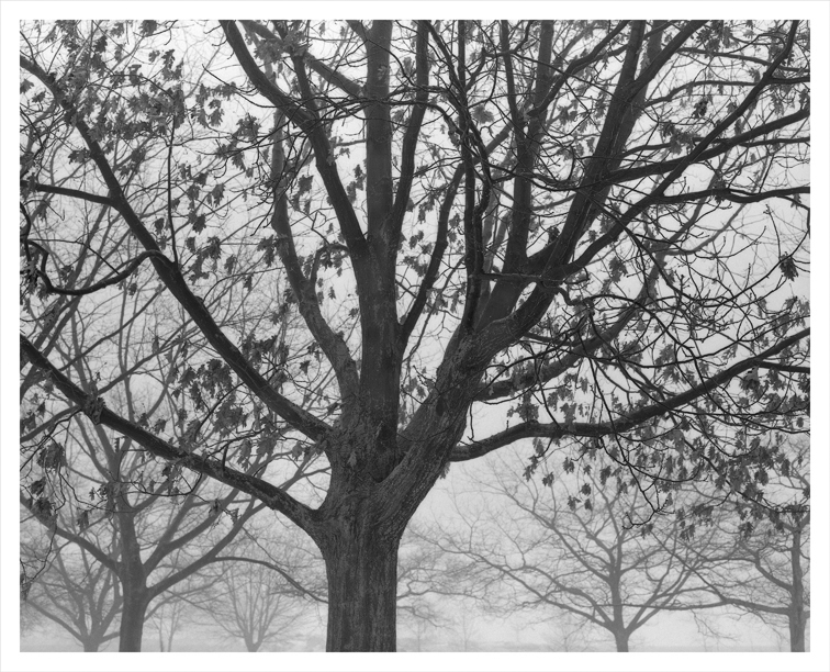 Giants of Ludington Park II