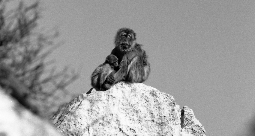 Gibraltar 2017 (2) Barbary Apes