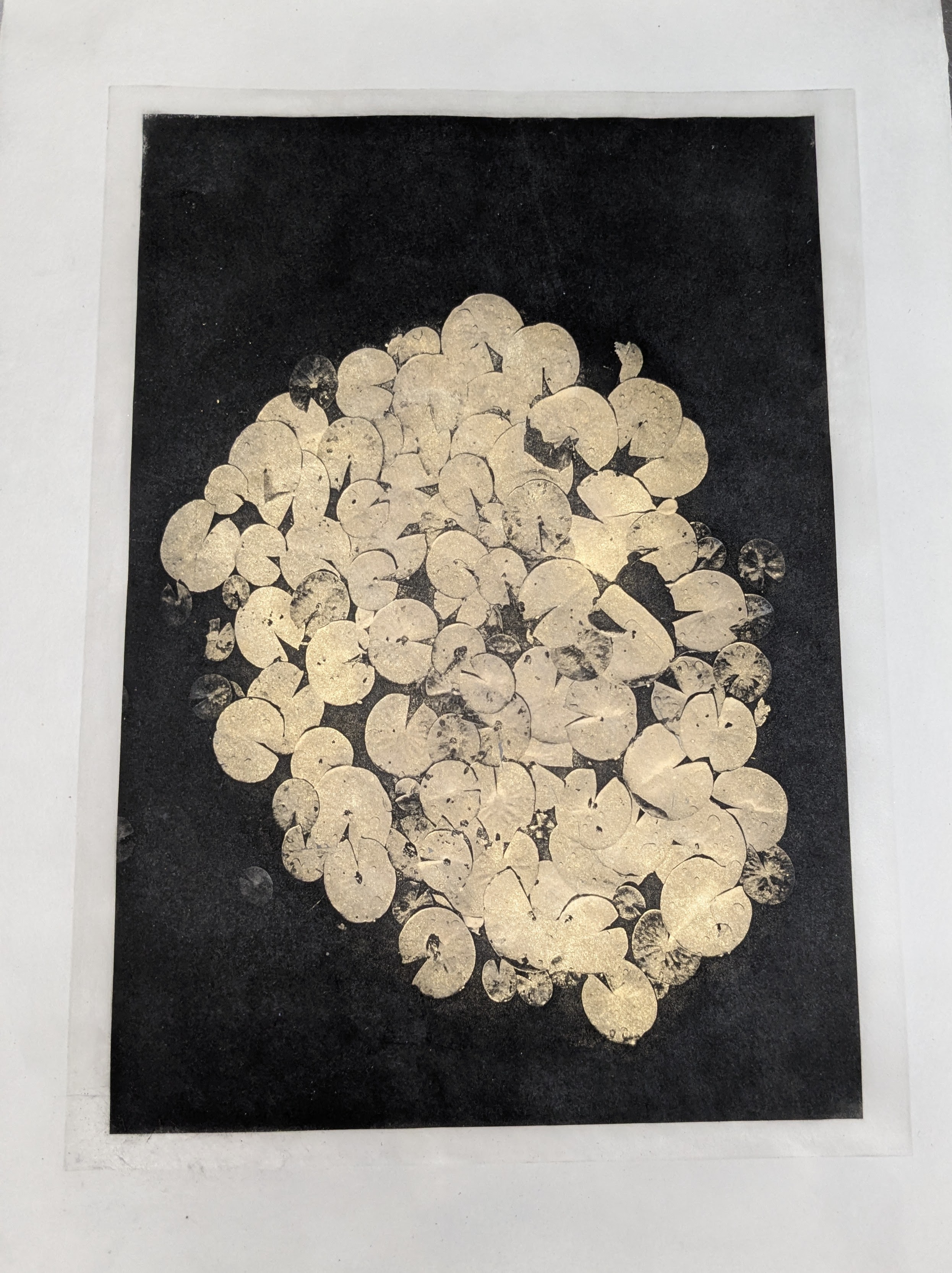 Gilding the Lily Pads