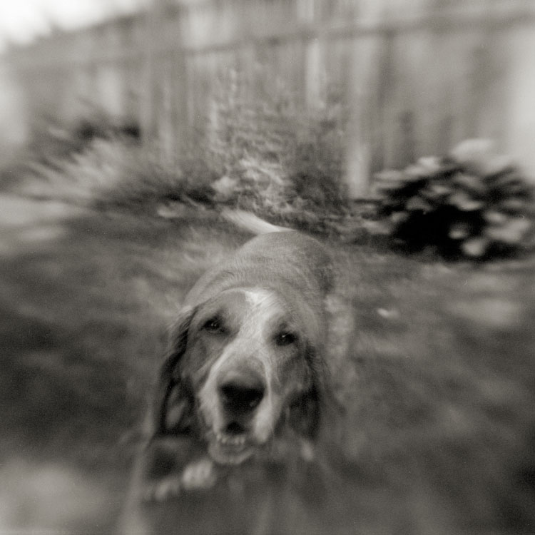 Ginger - Brownie Hawkeye