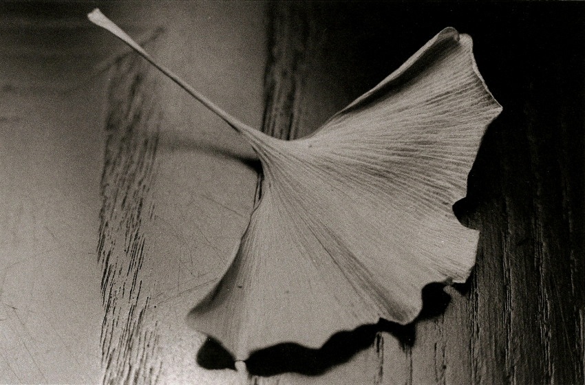 Ginko biloba