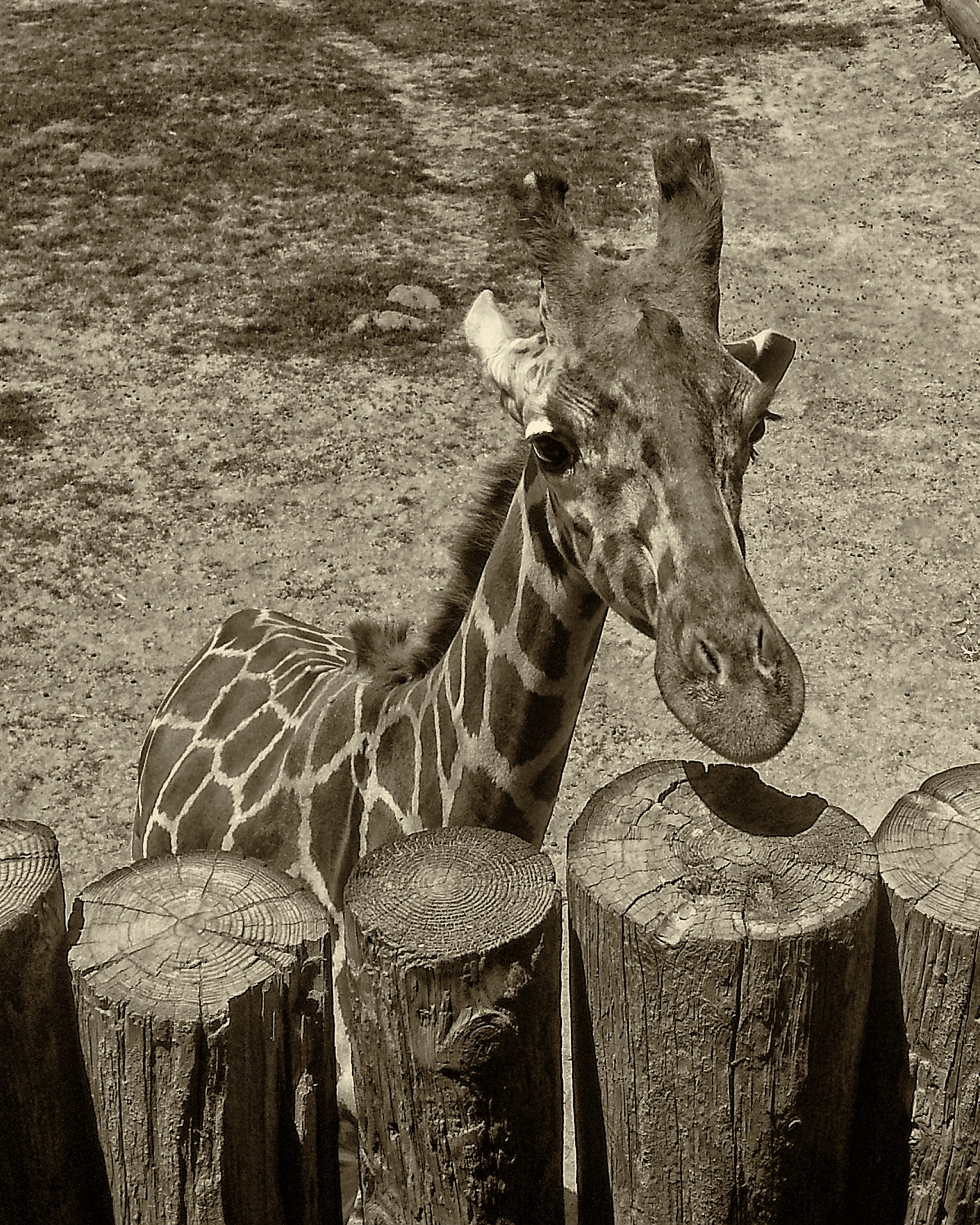 Giraffe