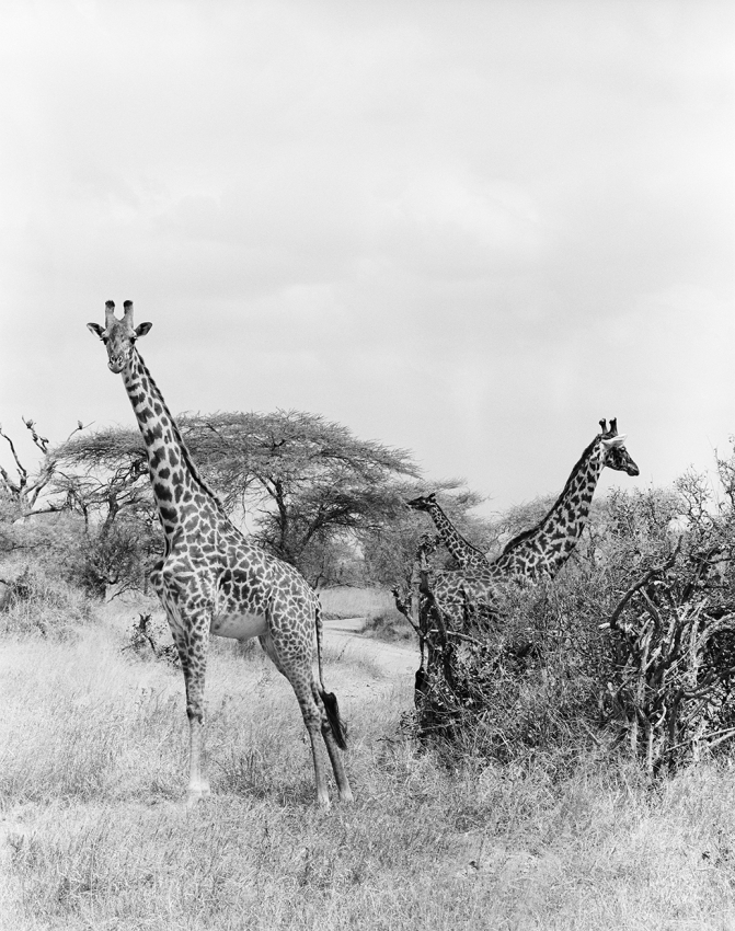 Giraffes, Manyara, Tanzania