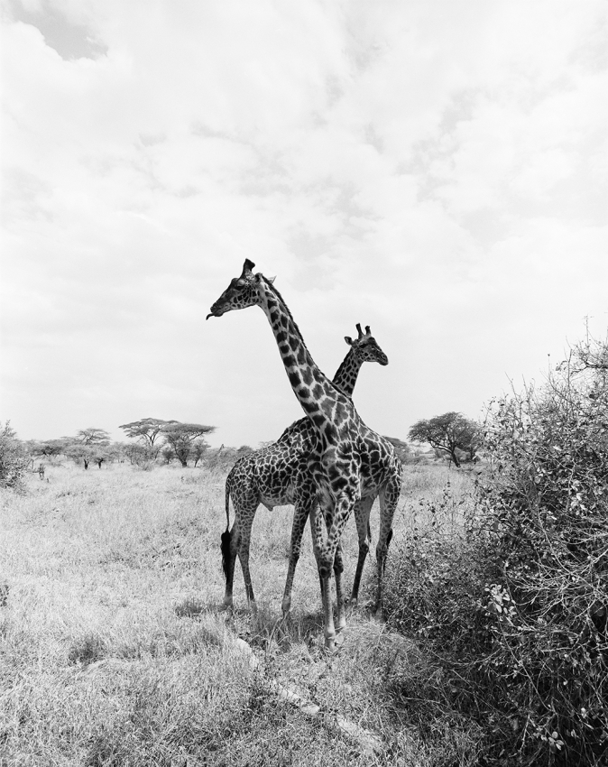 Giraffes, Manyara, Tanzania
