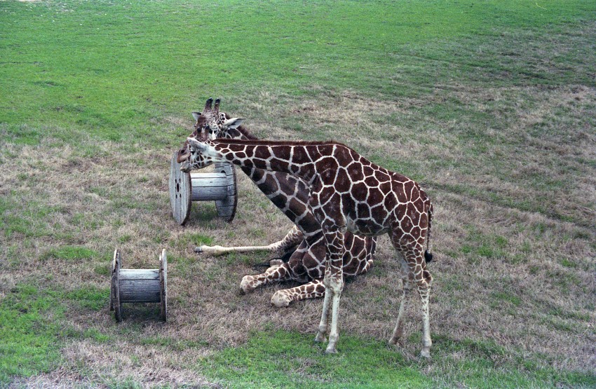 Giraffes