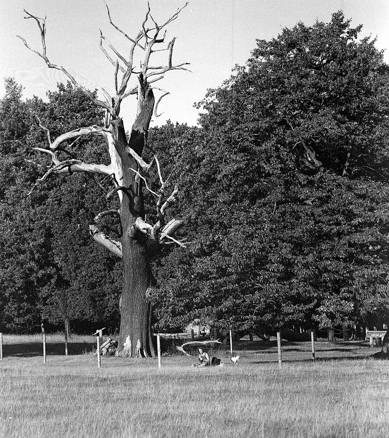 Girl and Dead Tree