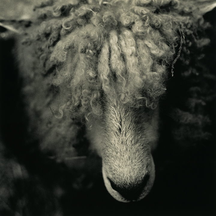 Giver of Fleece
