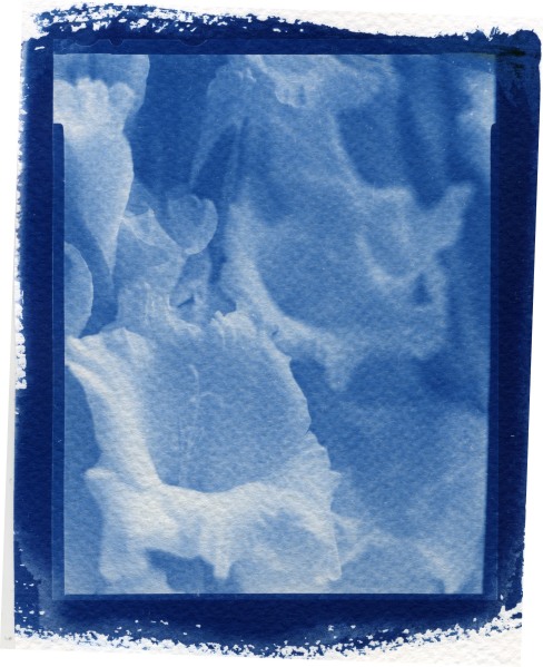 Gladiodus (close Up)