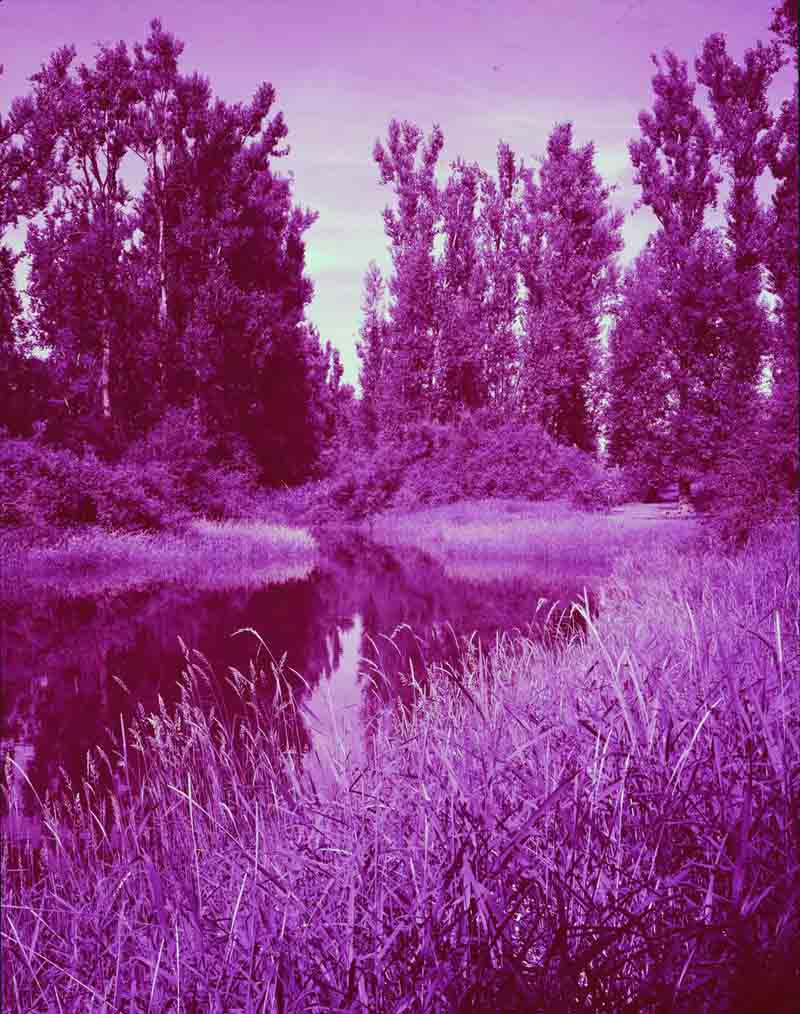 Gladwin Pond