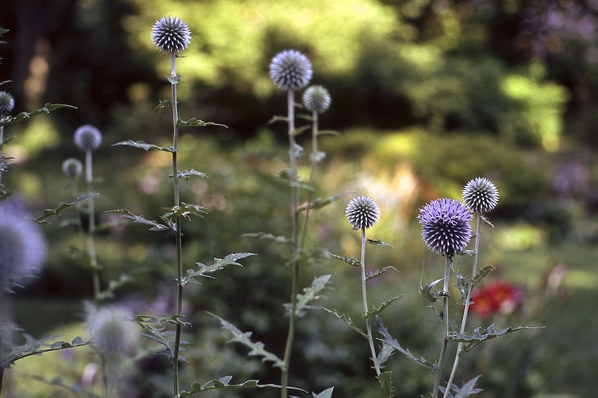 globe thistles