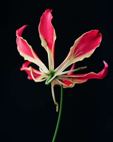 Gloriosa (Flame Lily)