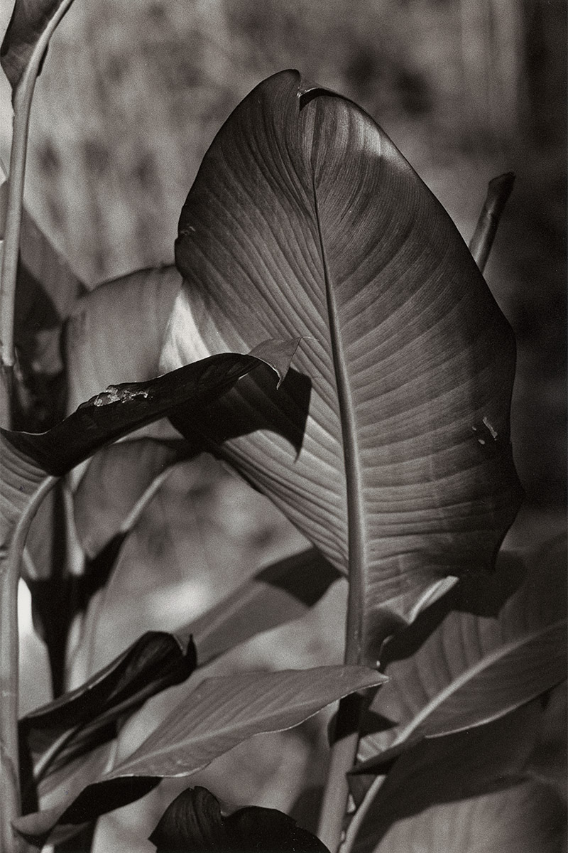 Glowleaf
