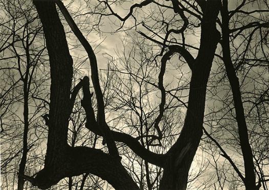 Gnarled Tree, Eagle Creek