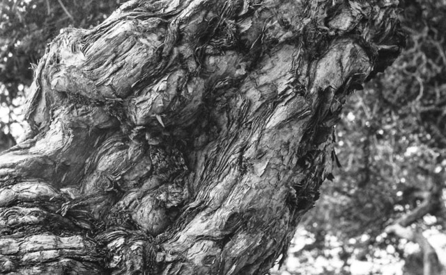 gnarled