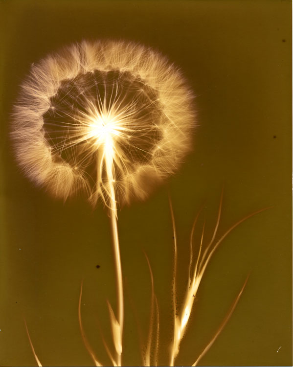 Goats Beard