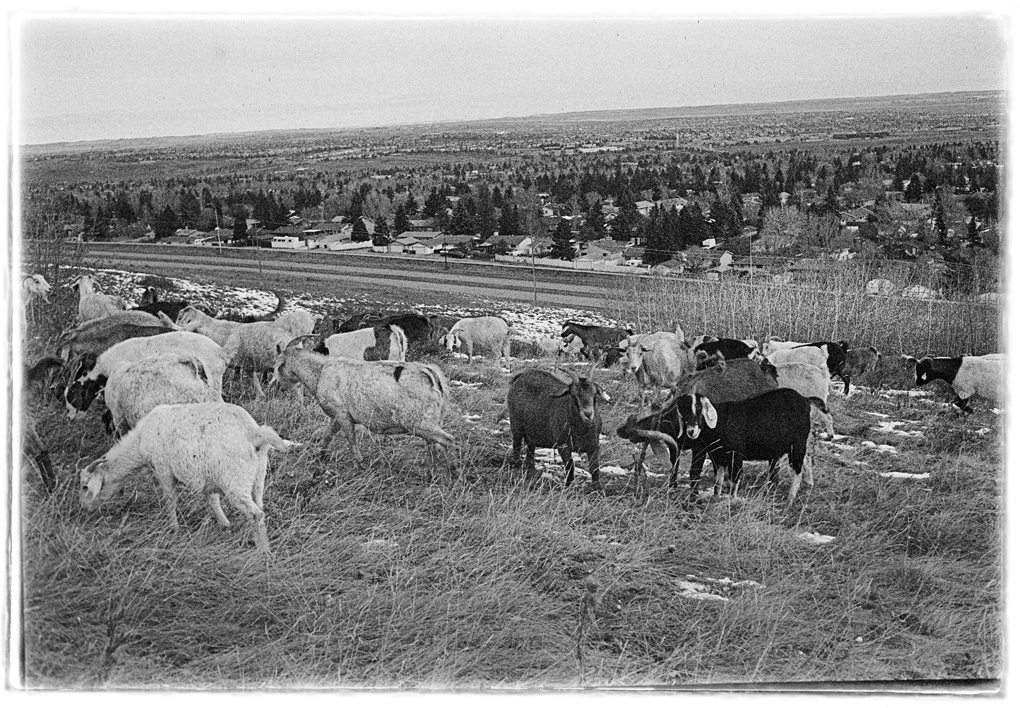 Goats on Nose Hill