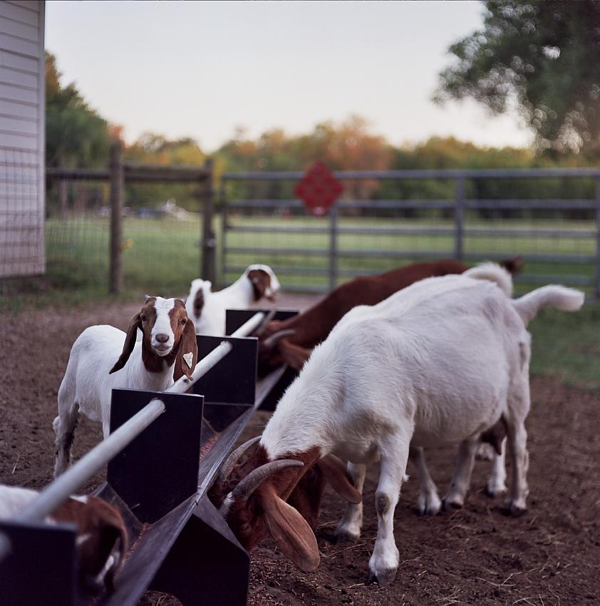 Goats