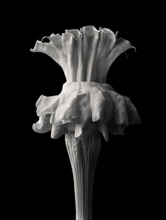 Golden Queen (Datura)