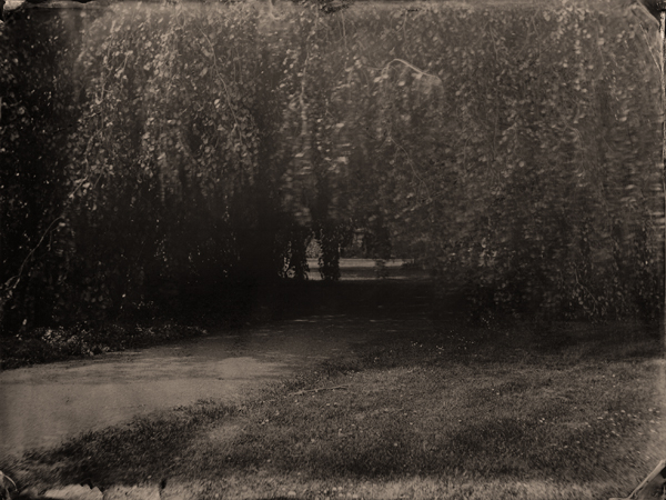 Golden Rain