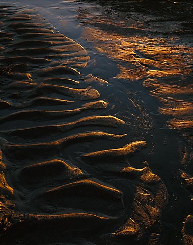 Golden ripples - Kimmeridge