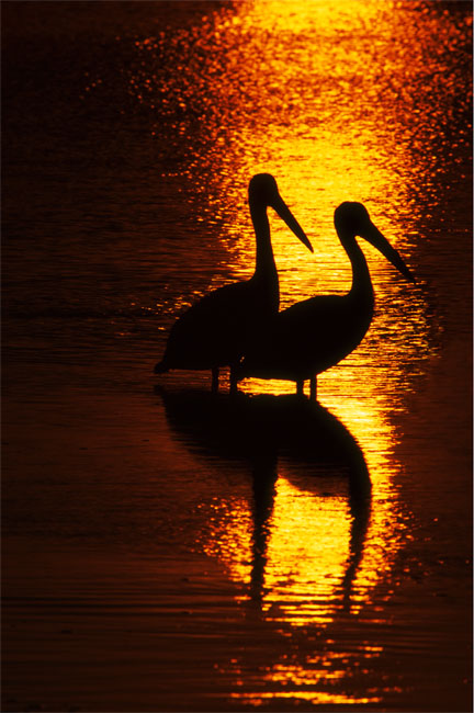 Golden Sunset at Sanibel