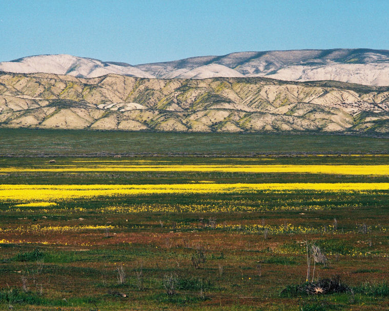 Goldfields Against The Temblor Range