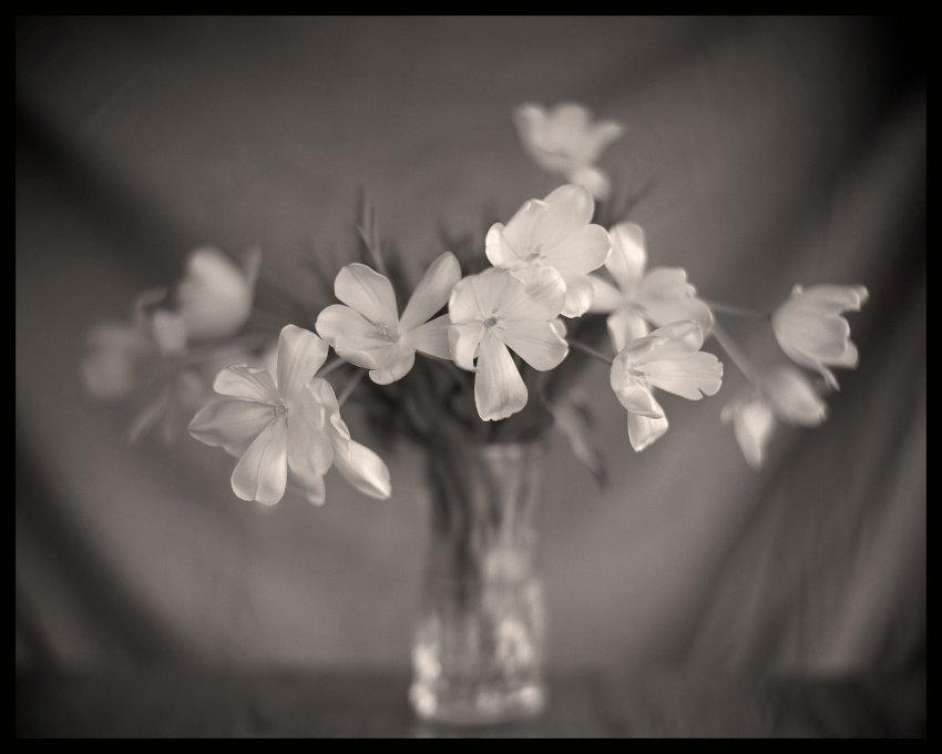 Good Friday tulips