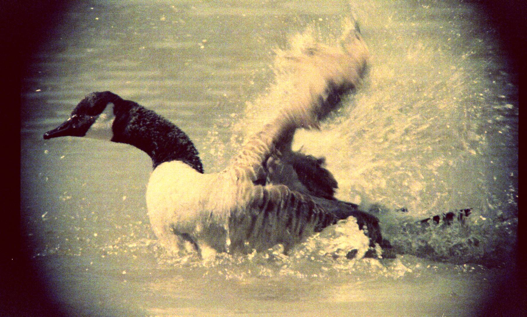 Goose Washing 01