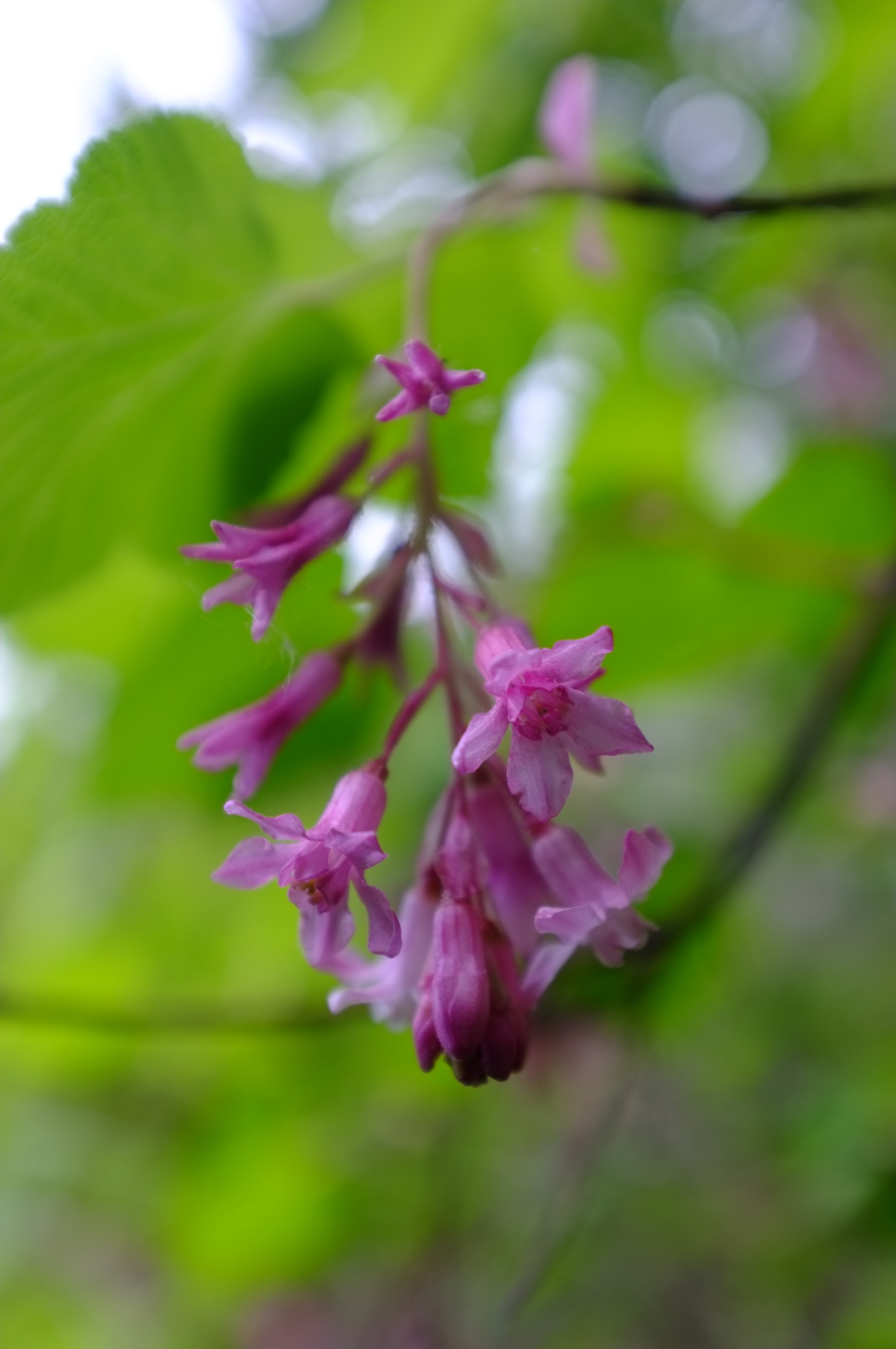 Gooseberry Blossoms