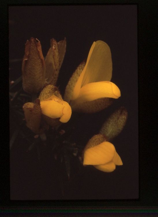 Gorse.