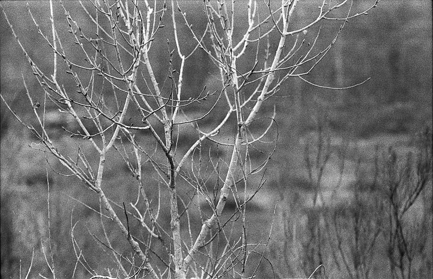 Grainy T-Max 400