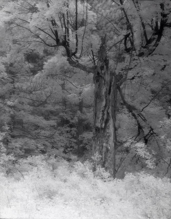 Grand Tree IR Photostock 2013