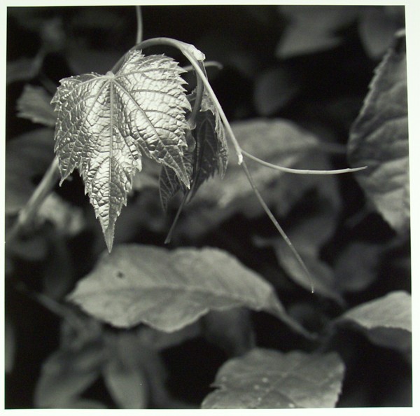 Grape Leaf