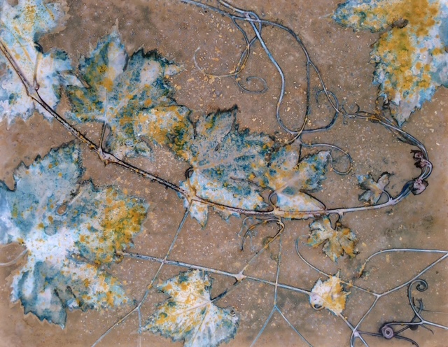 Grape Vines