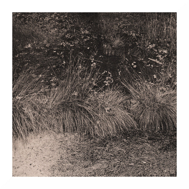 Gras