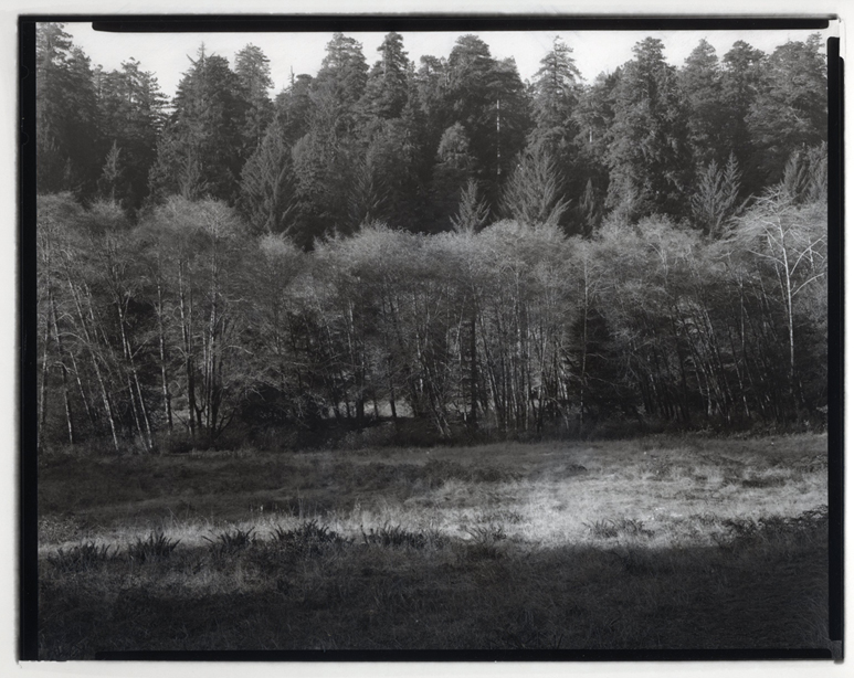 Grass, Alders,Redwoods