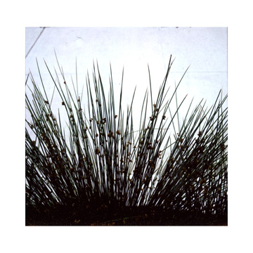 Grass and sidewalk