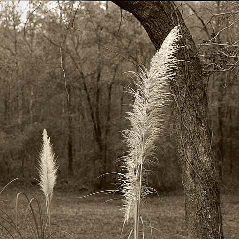 grass and trees