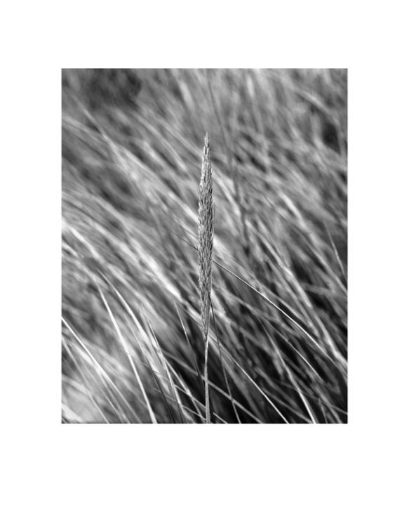 Grass Blade. Florence, Oregon