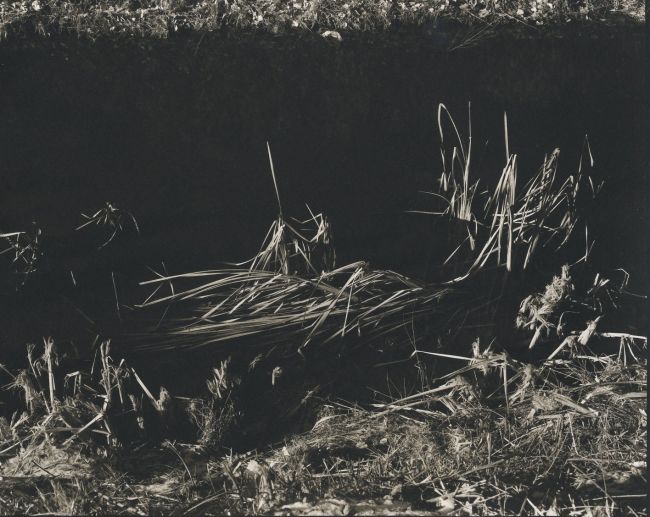 grass blades in a stream