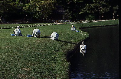 Grass cutters