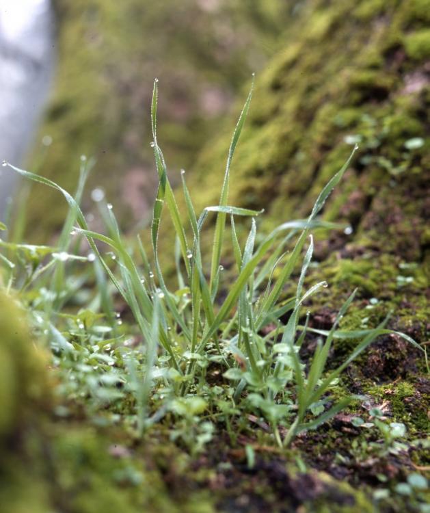 Grass Growing In A Tree