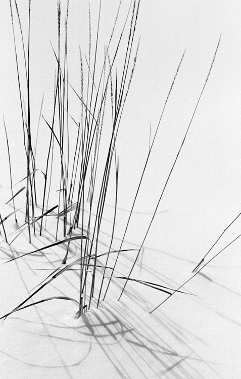 Grass in snow