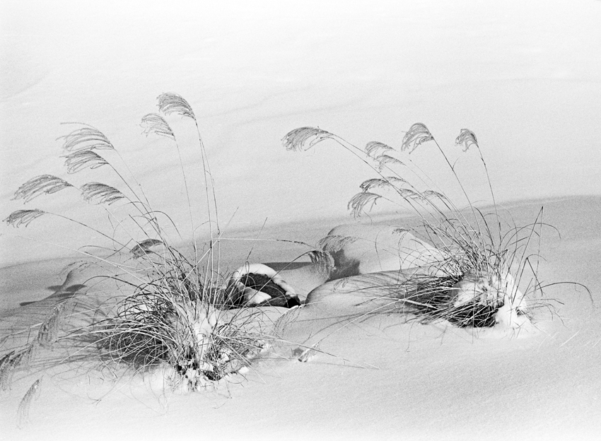 Grass in snow
