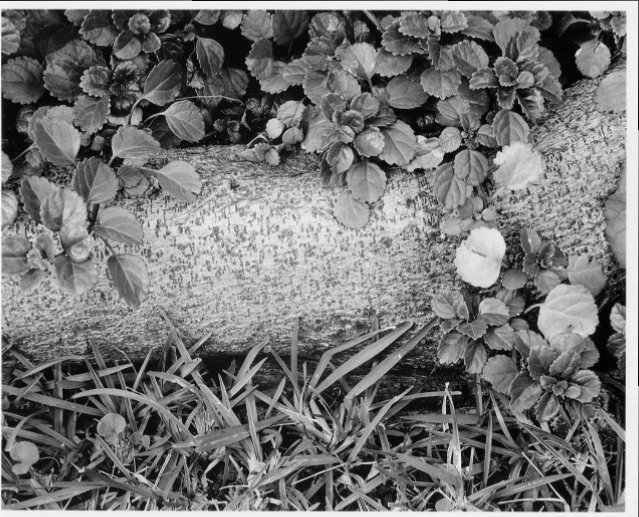 Grass, leaves, roots