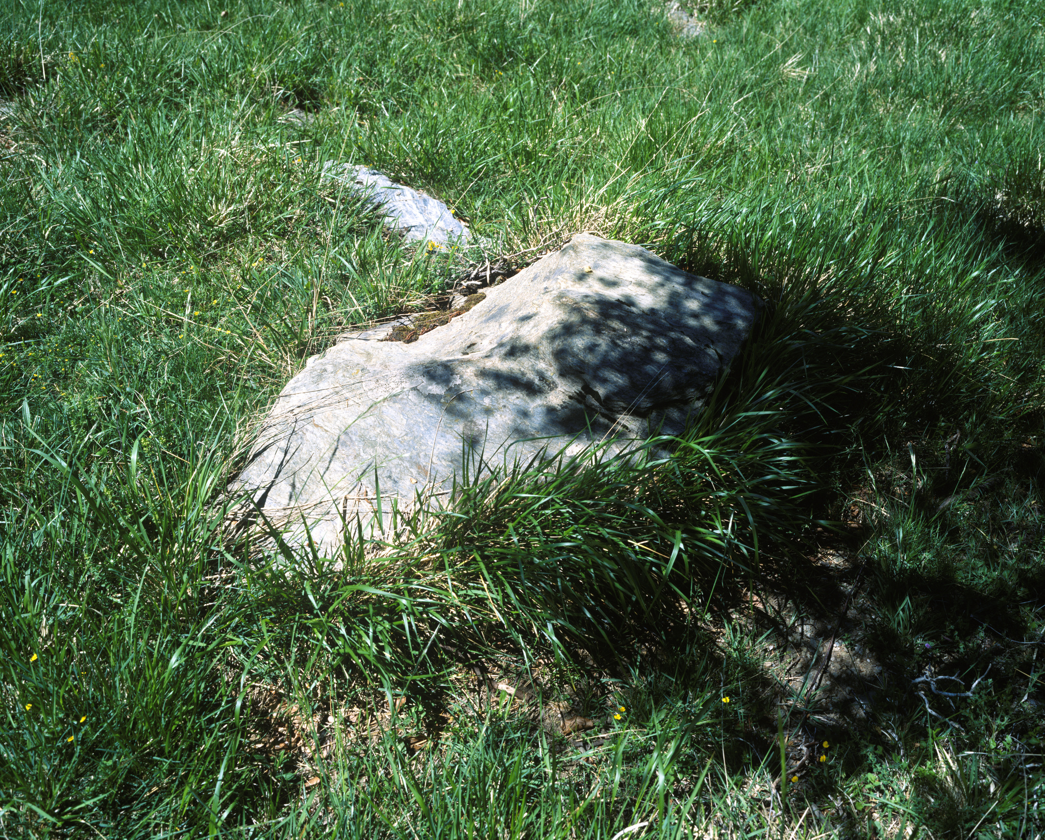 Grass, shade, and mottled light